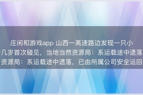 莊閑和游戲app 山西一高速路邊發現一只小獅子，有民警稱干了十幾歲首次碰見，當地當然資源局：系運載途中遺落，已由所屬公司安全運回